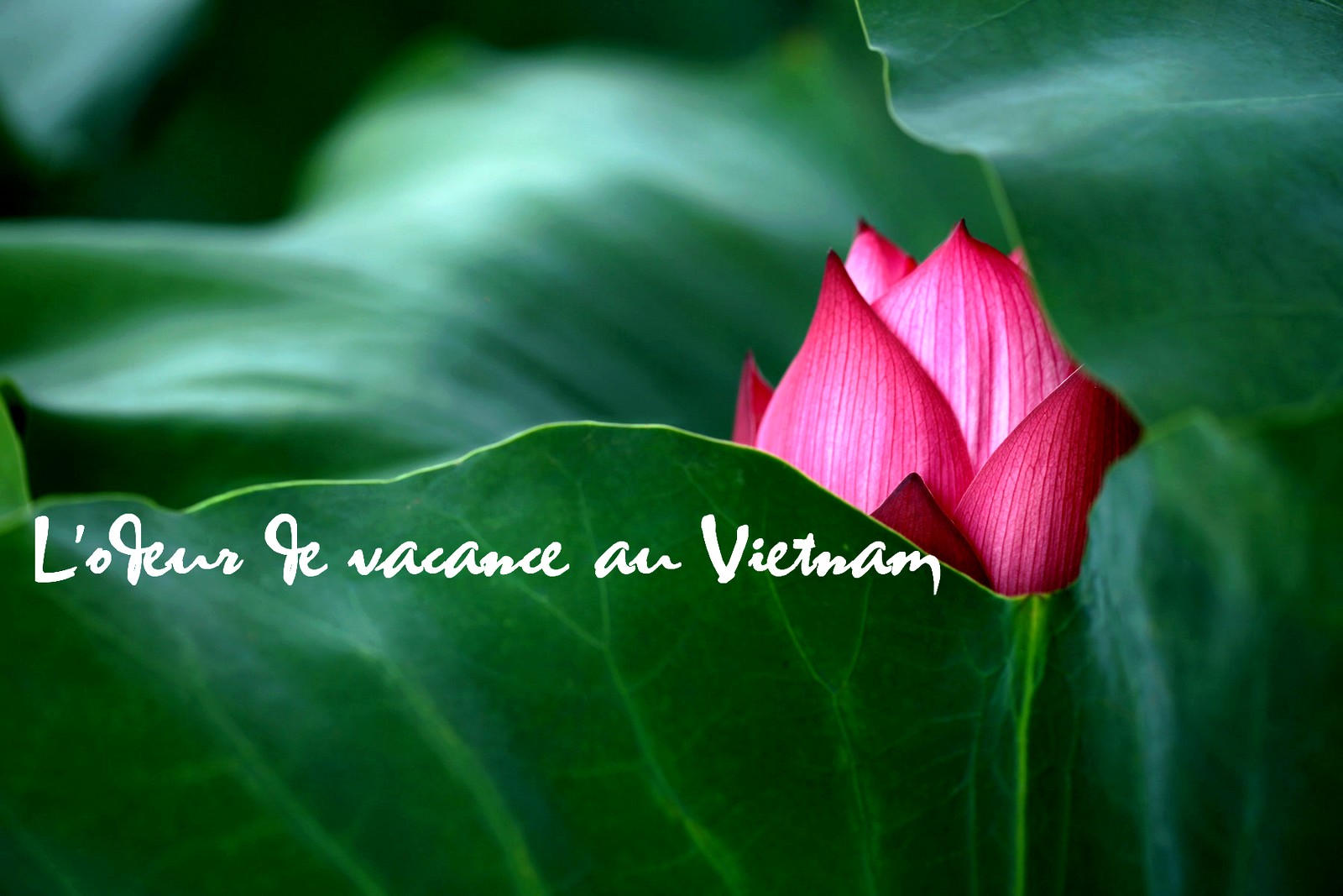 Vacances au Vietnam