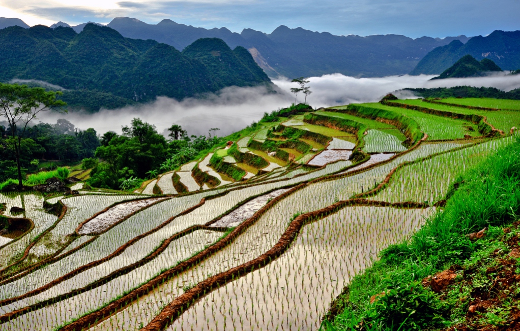 Où aller en mai au Vietnam pour les rizières en terrasses ? Découvrez les plus belles destinations